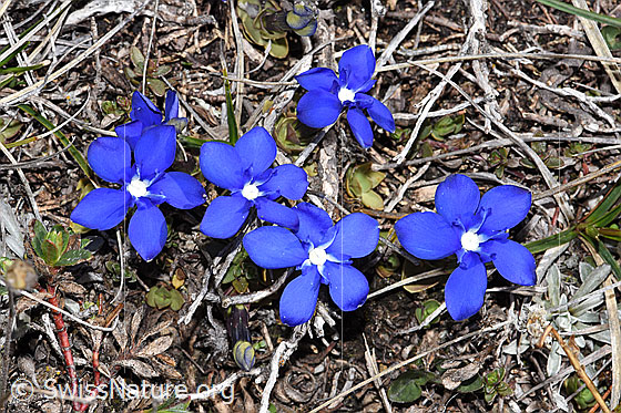 Photo: Gentiana schleicheri. Blossoms. View from above.