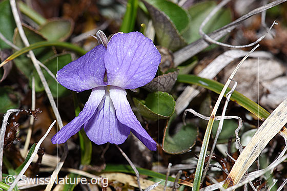 Felsen-Veilchen (Viola rupestris)