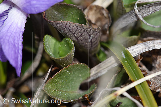 Foto: Vermutlich Felsen-Veilchen (Viola rupestris). Blätter.
