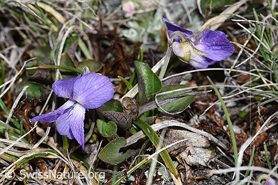 Foto: Vermutlich Felsen-Veilchen (Viola rupestris). Ganze Pflanze (Habitus).