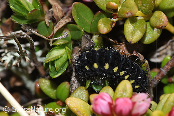 Foto: Raupe des Alpen-Widderchens (Zygaena exulans) auf Alpenazalee (Loiseleuria procumbens). Ansicht von der Seite.