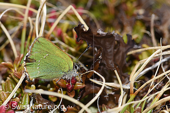 Foto: Brombeer-Zipfelfalter (Callophrys rubi). Flügel geschlossen. Ansicht von der Seite.