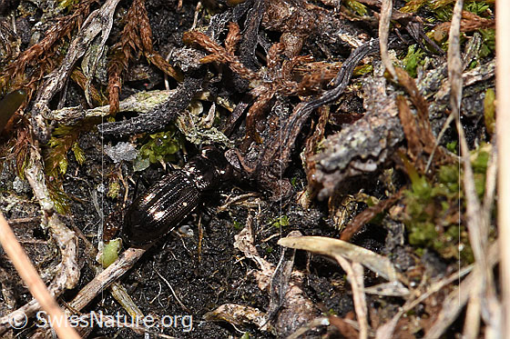 Foto: Dunkler Laubläufer (Notiophilus aquaticus). Länge 4.5mm. Ansicht von oben.