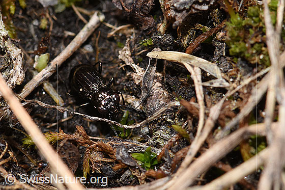 Foto: Dunkler Laubläufer (Notiophilus aquaticus). Länge 4.5mm. Ansicht von vorne oben.