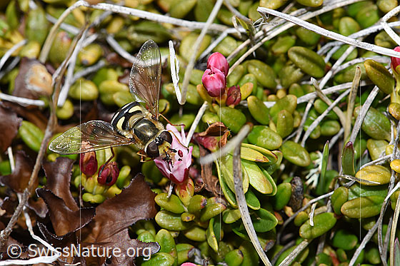 Foto: Mondfleck-Feldschwebfliege (Eupeodes luniger) auf Alpenazalee (Loiseleuria procumbens). Länge 9 - 12mm. Flügel halb geöffnet. Ansicht von seitlich oben.