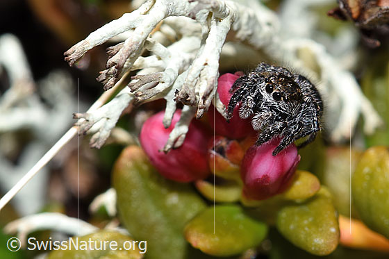 Jumping spider (unknown species 01) on Loiseleuria procumbens