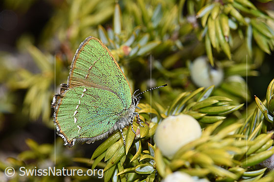 Foto: Brombeer-Zipfelfalter (Callophrys rubi). Flügel geschlossen. Ansicht von der Seite.