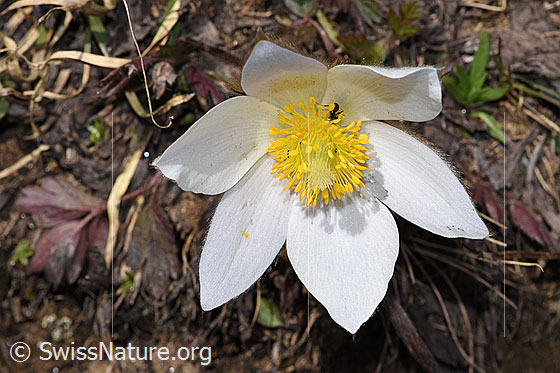 Foto: Frühlings-Anemonen (Pulsatilla vernalis). Geöffnete Blüte. Ansicht von oben.