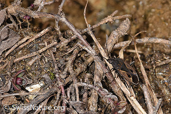 Foto: Rhyparochromus pini (Wanze). Länge 6.8 - 8.1mm. Ansicht von schräg oben.