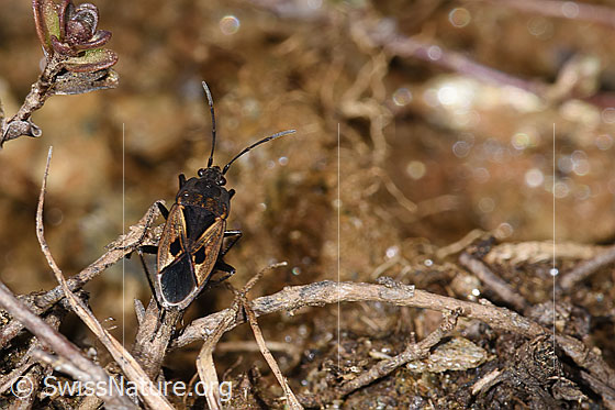 Foto: Rhyparochromus pini (Wanze). Länge 6.8 - 8.1mm. Ansicht von oben.