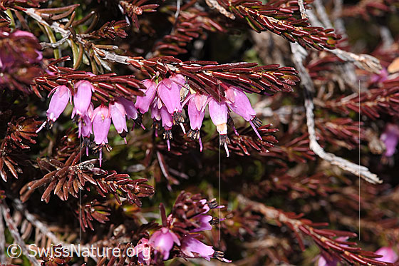 Foto: Erika (Erica carnea). Ästchen und Blüten.