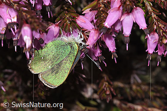 Foto: Brombeer-Zipfelfalter (Callophrys rubi) auf Erika (Erica carnea).