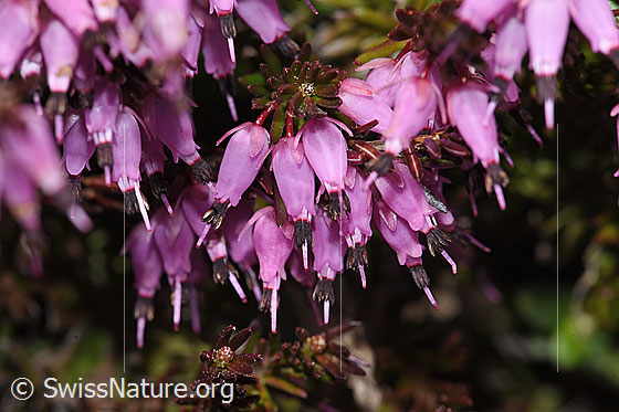 Foto: Erika (Erica carnea). Blüten.