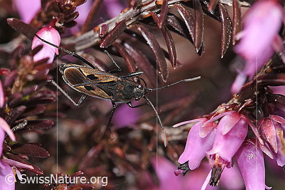 Foto: Rhyparochromus pini (Wanze) auf Erika (Erica carnea). Länge 6.8 - 8.1mm. Ansicht von oben.