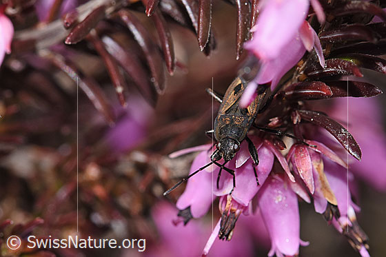 Foto: Rhyparochromus pini (Wanze) auf Erika (Erica carnea). Länge 6.8 - 8.1mm. Ansicht von vorne.