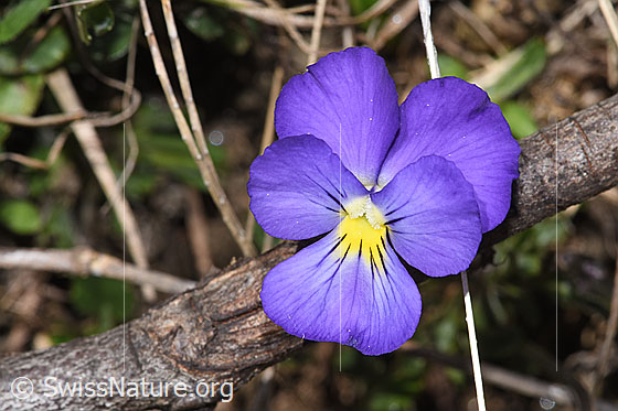 Foto: Langsporniges Stiefmütterchen (Viola calcarata). Blüte.