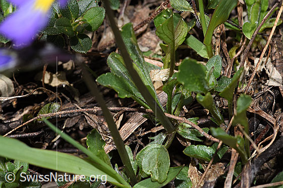 Foto: Langsporniges Stiefmütterchen (Viola calcarata). Blätter.