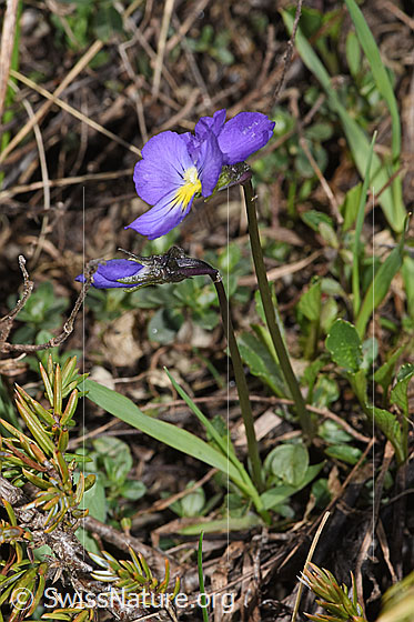Photo: Viola calcarata. Whole plant (habiti).