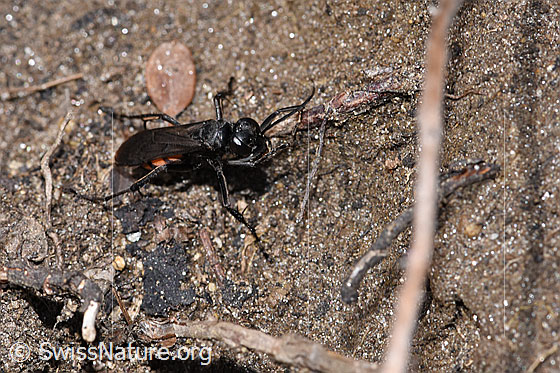 Photo: Anoplius viaticus. Length 9 - 14mm. Female. View from top front.