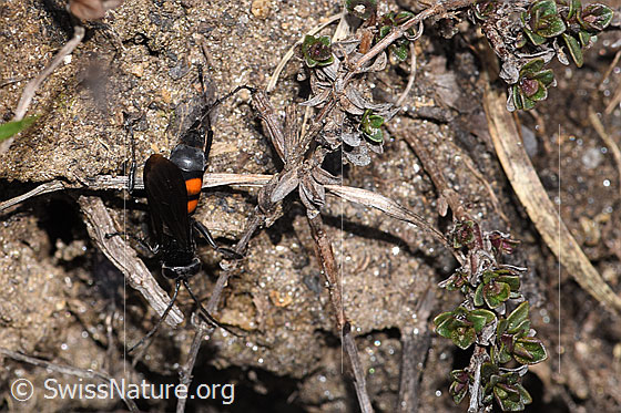 Photo: Anoplius viaticus. Length 9 - 14mm. Female. View from above.