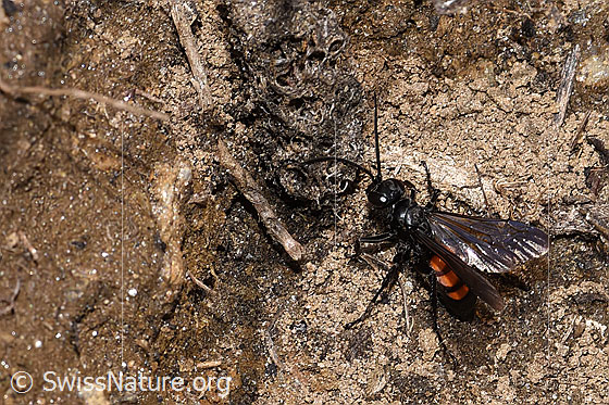 Photo: Anoplius viaticus. Length 9 - 14mm. Female. View from diagonally above.