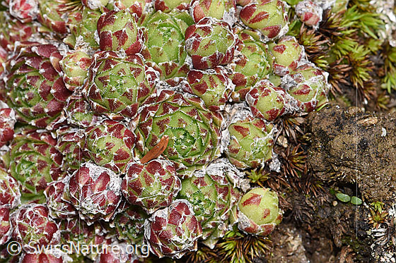 Foto: Spinnweb-Hauswurz (Sempervivum arachnoideum). Blattrosetten.