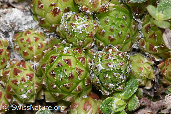 Foto: Spinnweb-Hauswurz (Sempervivum arachnoideum). Blatt-Rosetten.