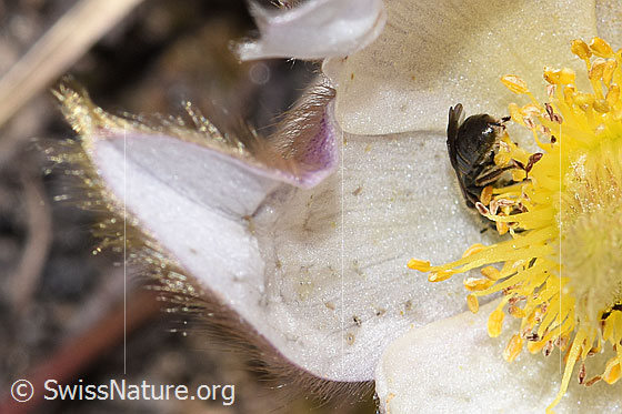 Foto: Wahrscheinlich Dunkelgrüne Schmalbiene (Lasioglossum morio) auf Frühlings-Anemonen (Pulsatilla vernalis). Länge 6 - 7mm. Weibchen. Ansicht von hinten.