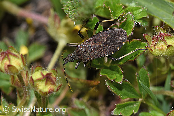 Foto: Dicranocephalus medius (Wolfsmilchwanze). Länge 10mm. Ansicht von oben.