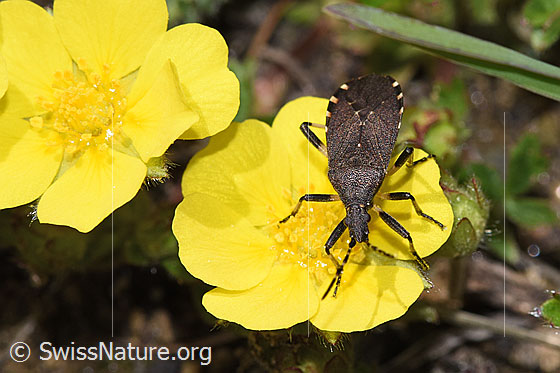 Photo: Dicranocephalus medius. Length 10mm. View from top front.
