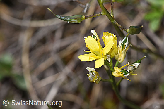 Photo: Draba aizoides. Blossom just before fading.