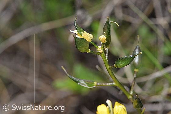 Photo: Draba aizoides. The plant