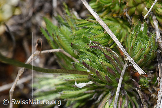 Foto: Immergrünes Felsenblümchen (Draba aizoides). Blattrosetten.