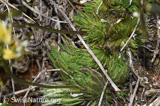 Photo: Draba aizoides. Leaf rosetten and stem.