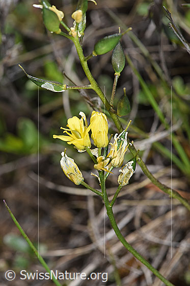 Photo: Draba aizoides. Pods, flowers and stems.