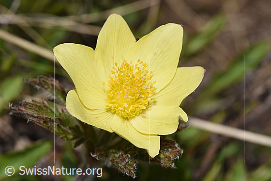 Foto: Schwefel-Anemone (Pulsatilla alpina ssp. apiifolia). Blüte.