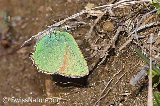 Foto: Brombeer-Zipfelfalter (Callophrys rubi). Flügel geschlossen. Ansicht von der Seite,