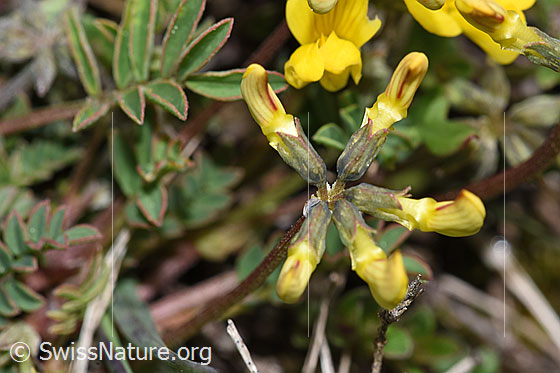 Foto: Schopfiger Hufeisenklee (Hippocrepis comosa). Noch nicht geöffnete Blüten.