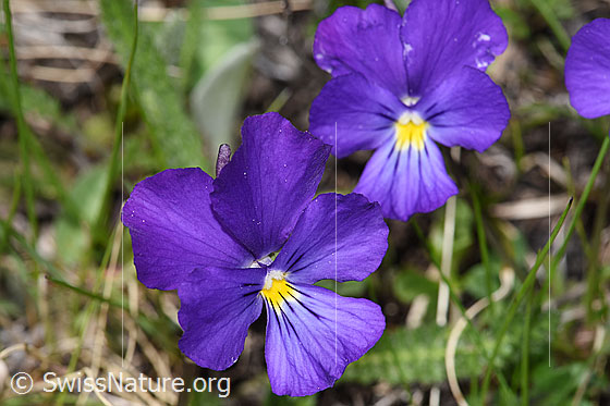 Photo: Viola calcarata. Blossoms. View from the front.