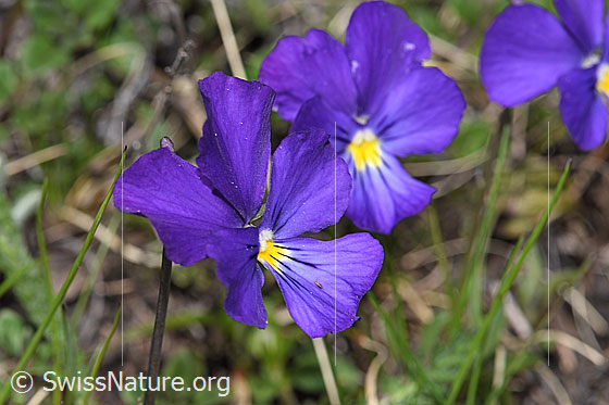 Photo: Viola calcarata. Blossoms.