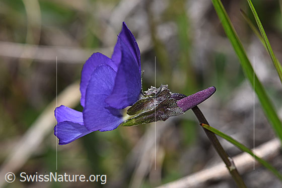Photo: Viola calcarata. Blossom. View from the side.