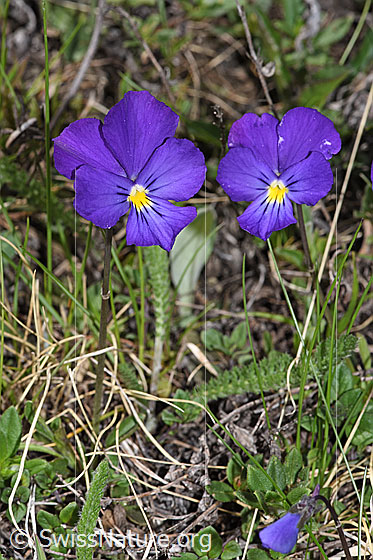 Photo: Viola calcarata. Whole plant (habiti).
