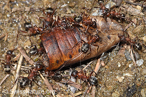Photo: Formica sanguinea. Length 4 - 9mm. Prey possibly the tail of a snake.