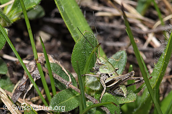 Photo: Decticus verrucivorus. Nymph stage 3. View from side back.