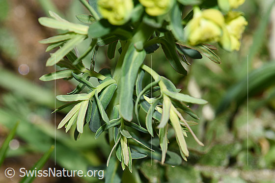 Foto: Zypressen-Wolfsmilch (Euphorbia cyparissias). Blätter.