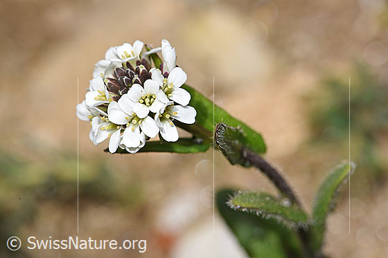Bewimperte Gänsekresse (Arabis ciliata)