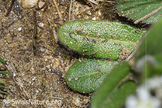 Photo: Probably Arabis ciliata. Leaf top.