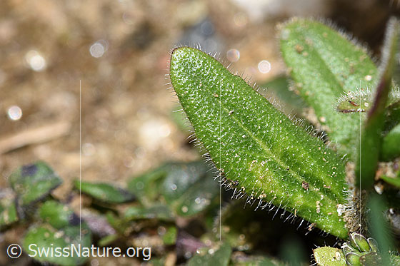 Photo: Probably Arabis ciliata. Leaf top.