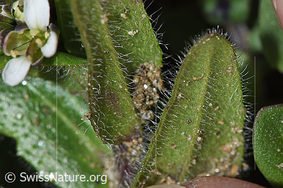 Foto: Wahrscheinlich Bewimperte Gänsekresse (Arabis ciliata). Blattunterseite.