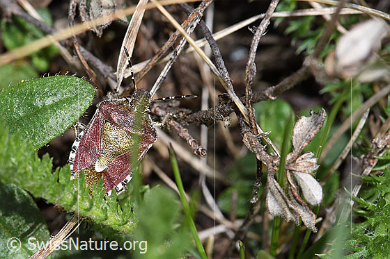 Photo: Dolycoris baccarum. Length 10 - 12mm. View from above.